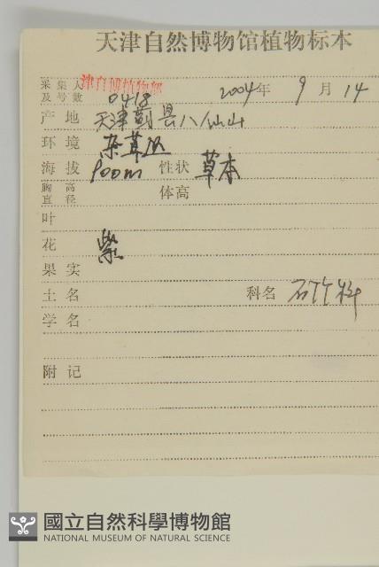 石竹、洛陽花、剪絨花藏品圖，第2張