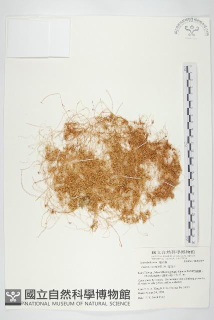 菟絲子藏品圖，第1張