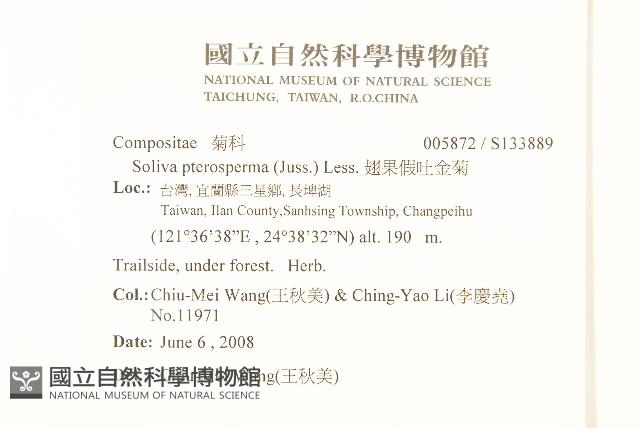 翅果假吐金菊藏品圖，第2張