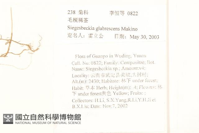 毛梗豨薟藏品圖，第2張