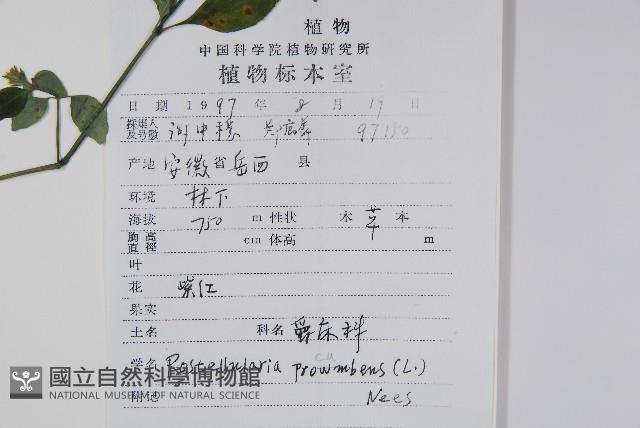 爵床、六角英藏品圖，第2張