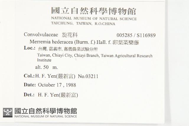 卵葉菜欒藤藏品圖，第2張