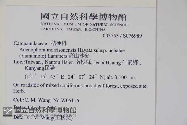 高山沙參藏品圖，第2張