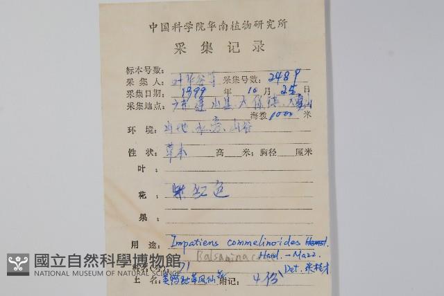 類鴨趾草鳳仙花藏品圖，第2張