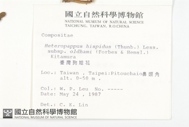 臺灣狗娃花藏品圖，第2張