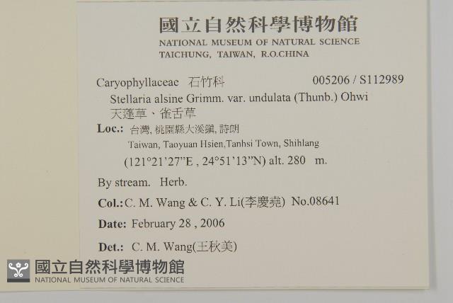 天蓬草、雀舌草藏品圖，第2張