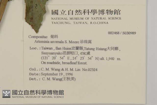 珍珠蒿、奇蒿藏品圖，第2張
