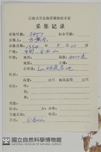 細蠅子草藏品圖，第2張