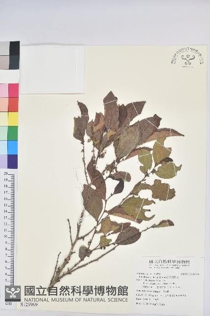 細葉饅頭果藏品圖，第1張