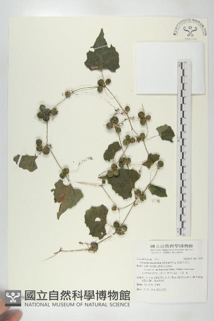 黑果馬交兒藏品圖，第1張