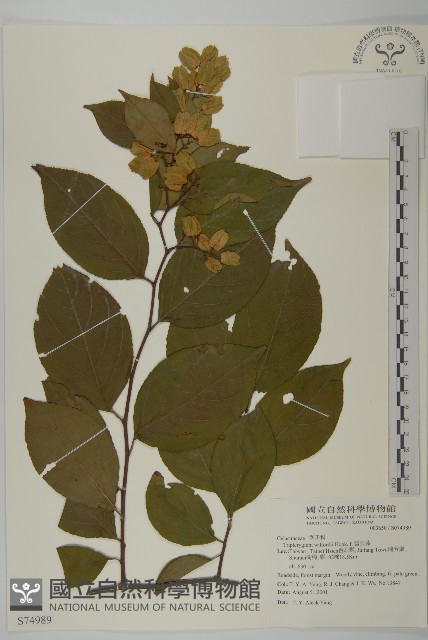 雷公藤藏品圖，第1張