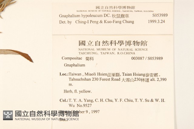 秋鼠麴草藏品圖，第2張