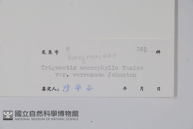 瘦果附地菜藏品圖，第2張