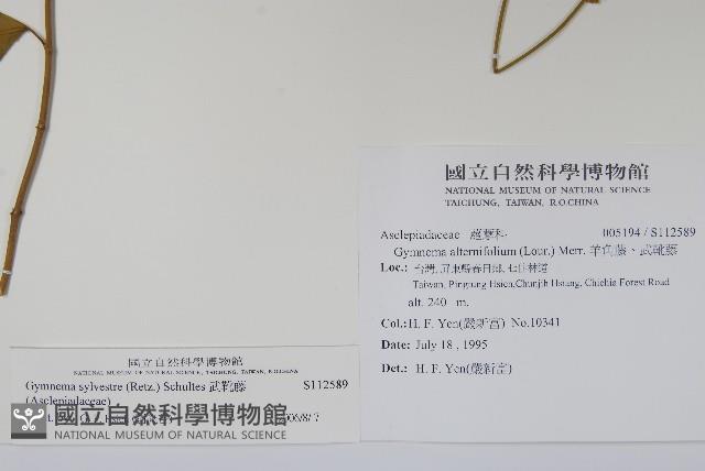 武靴藤藏品圖，第2張