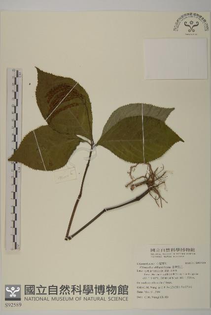 臺灣及己藏品圖，第1張