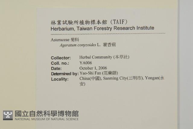 霍香薊藏品圖，第2張