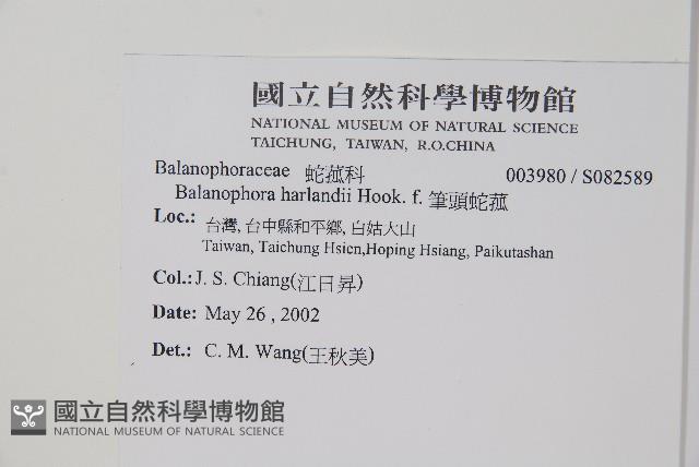 筆頭蛇菰藏品圖，第2張