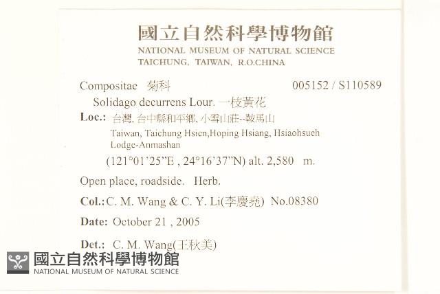 一枝黃花藏品圖，第2張