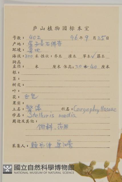 繁縷藏品圖，第2張