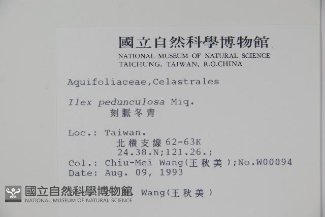 刻脈冬青藏品圖，第2張