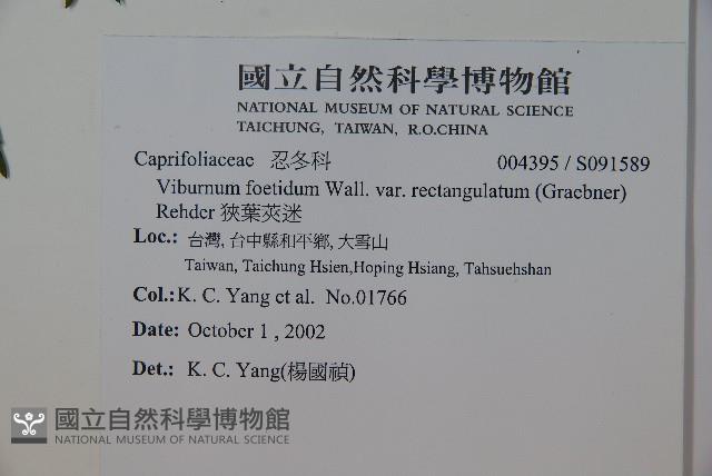 狹葉莢迷藏品圖，第2張