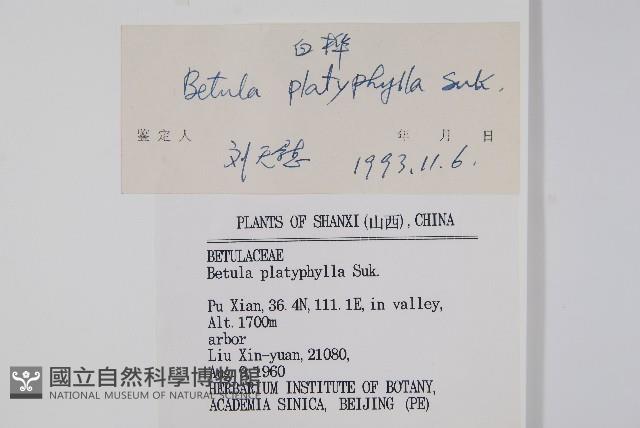 白樺、粉樺、臭樺藏品圖，第2張