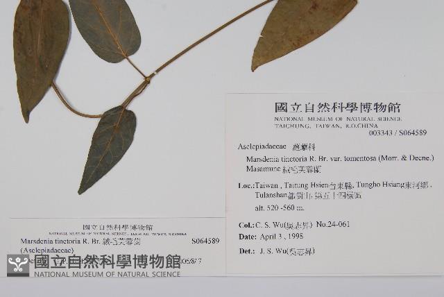 Tomentose condor vine Collection Image, Figure 2, Total 2 Figures