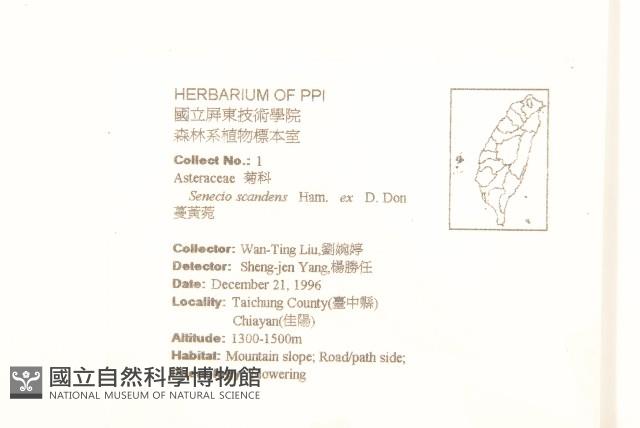 蔓黃菀藏品圖，第2張