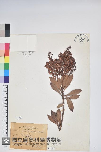 臺灣馬醉木藏品圖，第1張