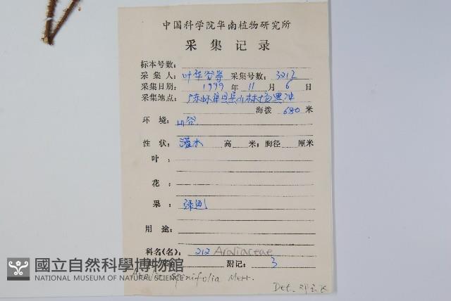 長刺蔥木藏品圖，第2張