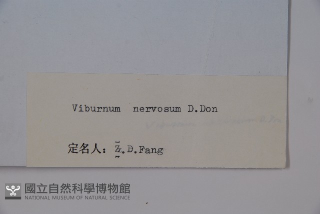 大花莢迷藏品圖，第2張