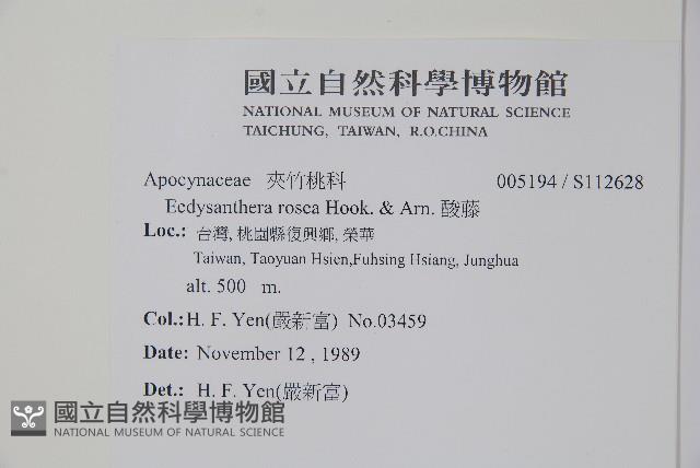 酸藤藏品圖，第2張