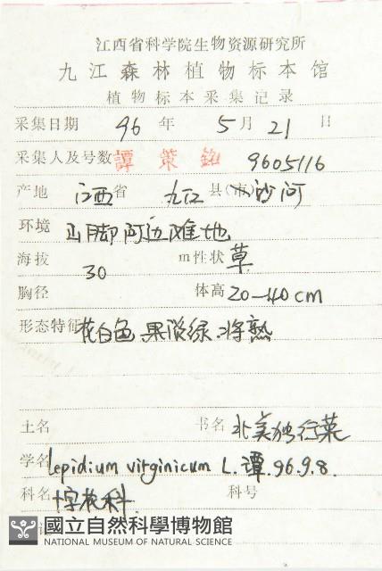 獨行菜藏品圖，第2張