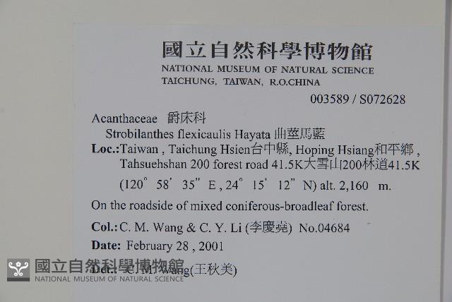 曲莖馬藍藏品圖，第2張