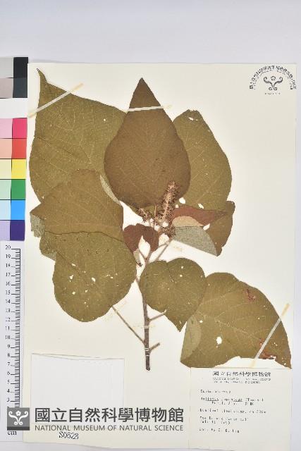 野桐藏品圖，第1張