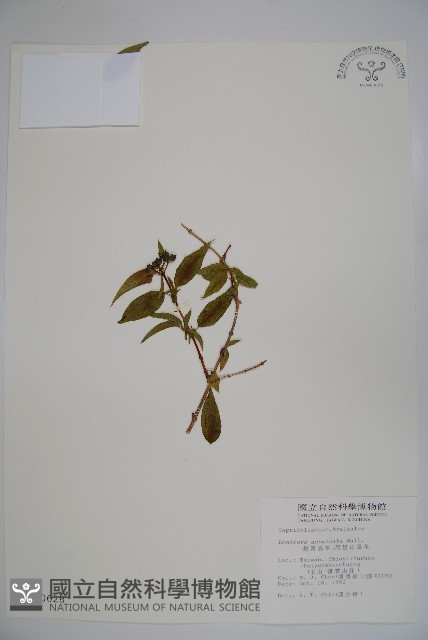 阿里山忍冬、漸尖葉忍冬藏品圖，第1張