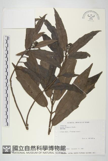 桃葉珊瑚藏品圖，第1張