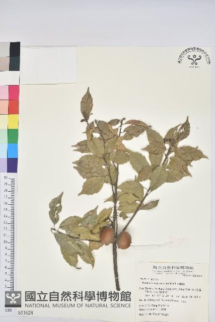 油葉石櫟藏品圖，第1張