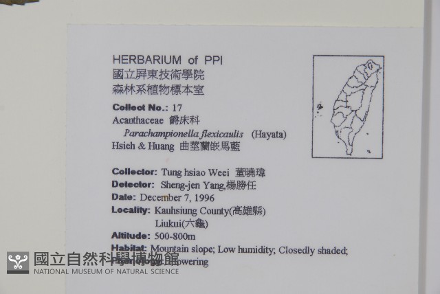 曲莖馬藍藏品圖，第2張