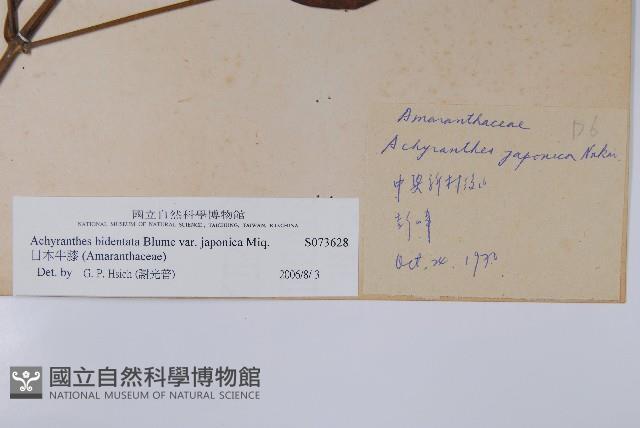 日本牛膝藏品圖，第2張