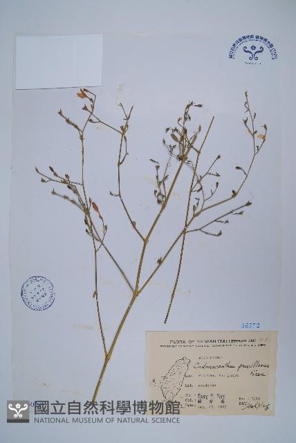 針刺草藏品圖，第1張