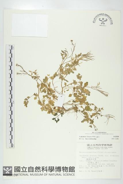 焊菜藏品圖，第1張