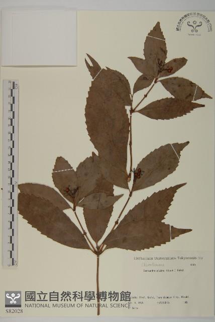 草珊瑚、紅果金粟蘭藏品圖，第1張