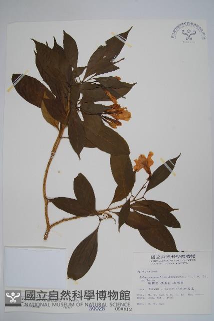 南洋馬蹄花藏品圖，第1張