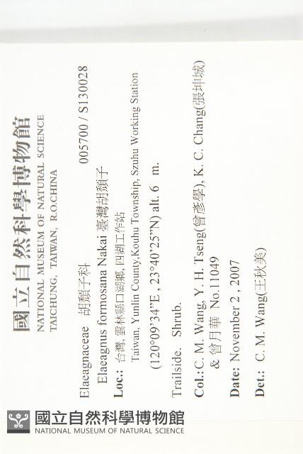 臺灣胡頹子藏品圖，第2張