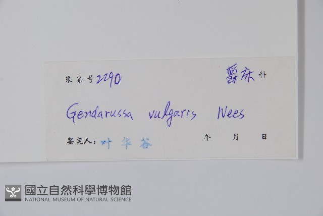 小駁骨丹、尖尾鳳藏品圖，第2張