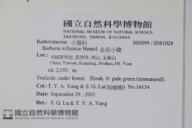 金花小蘗藏品圖，第2張