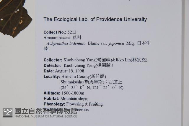 日本牛膝藏品圖，第2張