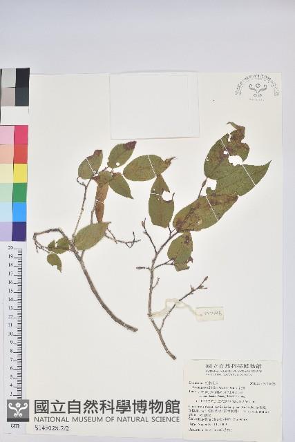 南燭藏品圖，第2張