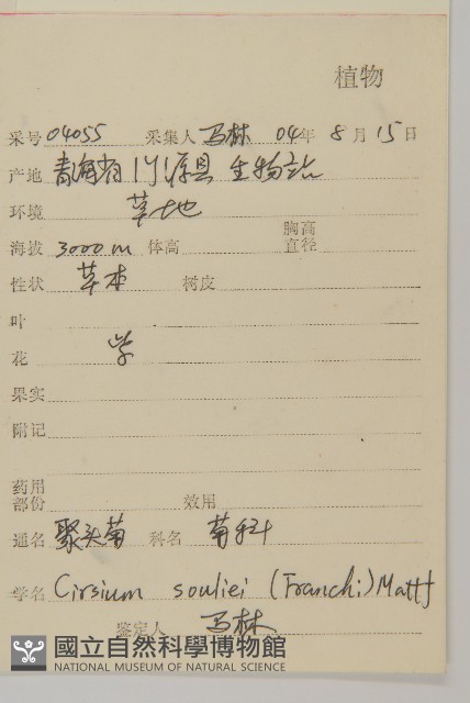 聚頭菊藏品圖，第2張